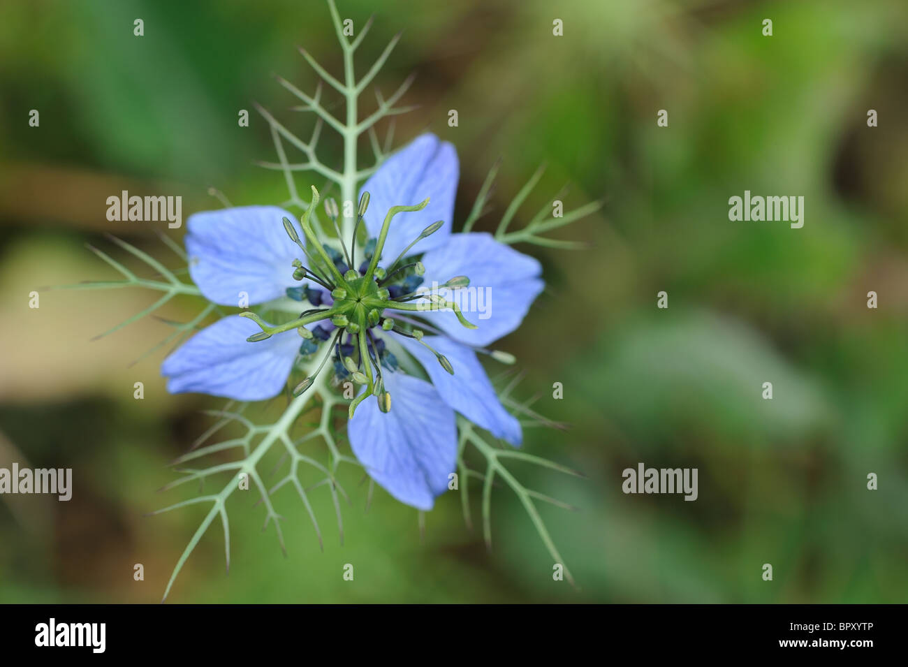 Love-in-a-Mist - Mulberry Rose - Teufel-in-a-Bush (Nigella Damascena) - Blüte im Frühjahr - Vaucluse - Provence - Frankreich Stockfoto