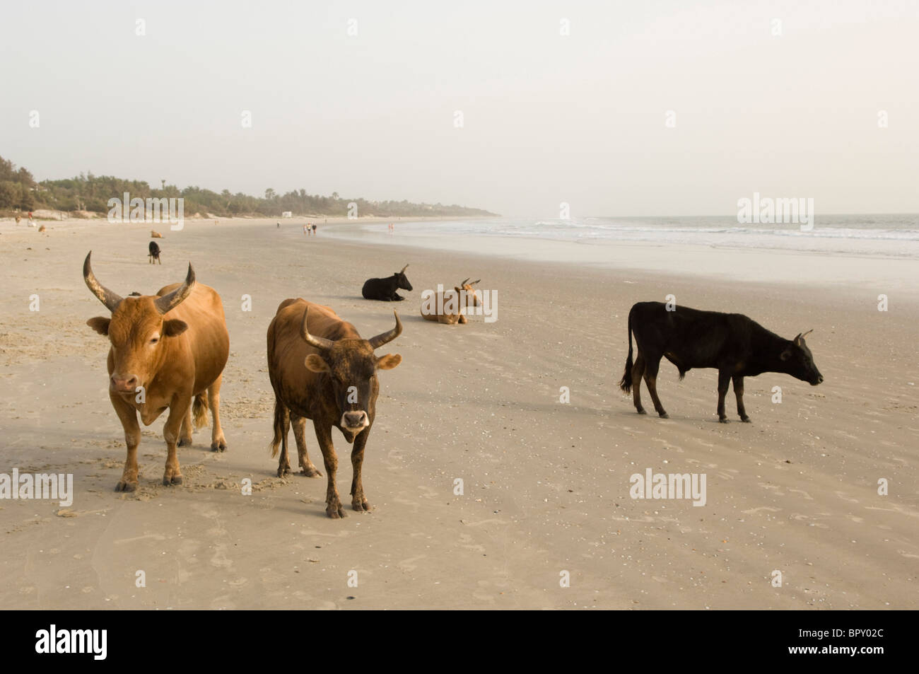 Kühe am Strand Cap Skiring Casamance, Senegal Stockfoto