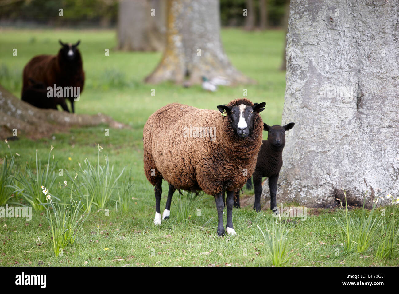 Balwen Welsh Mountain sheep Stockfoto