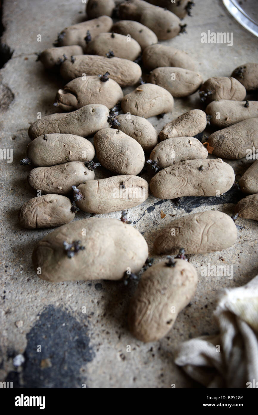 Saatkartoffeln auf Tabelle Overhead-Potting shed Stockfoto