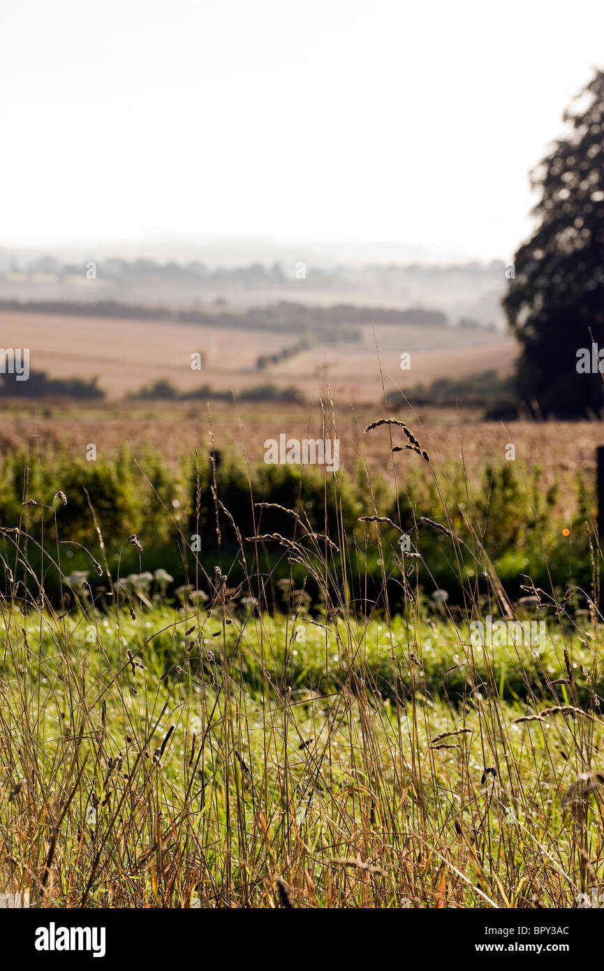 Hohe Gräser gegen eine Out of Focus englische Herbst Landschaft Hintergrund Stockfoto