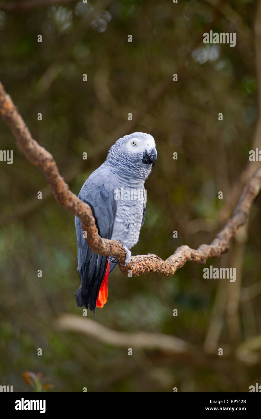 Graupapagei Stockfoto