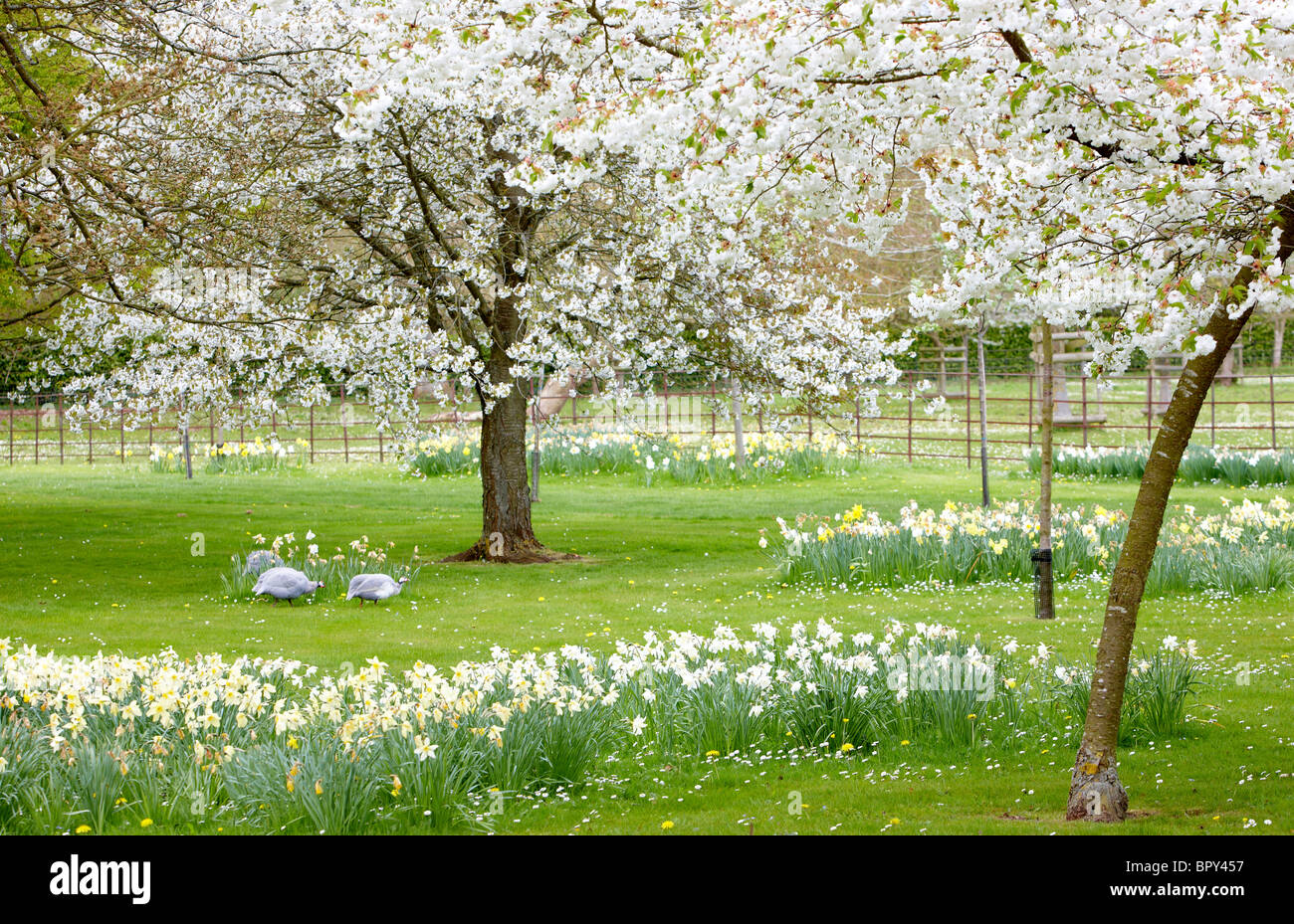 Weiße Kirschblüten Narzissen Garten Perlhuhn Stockfoto