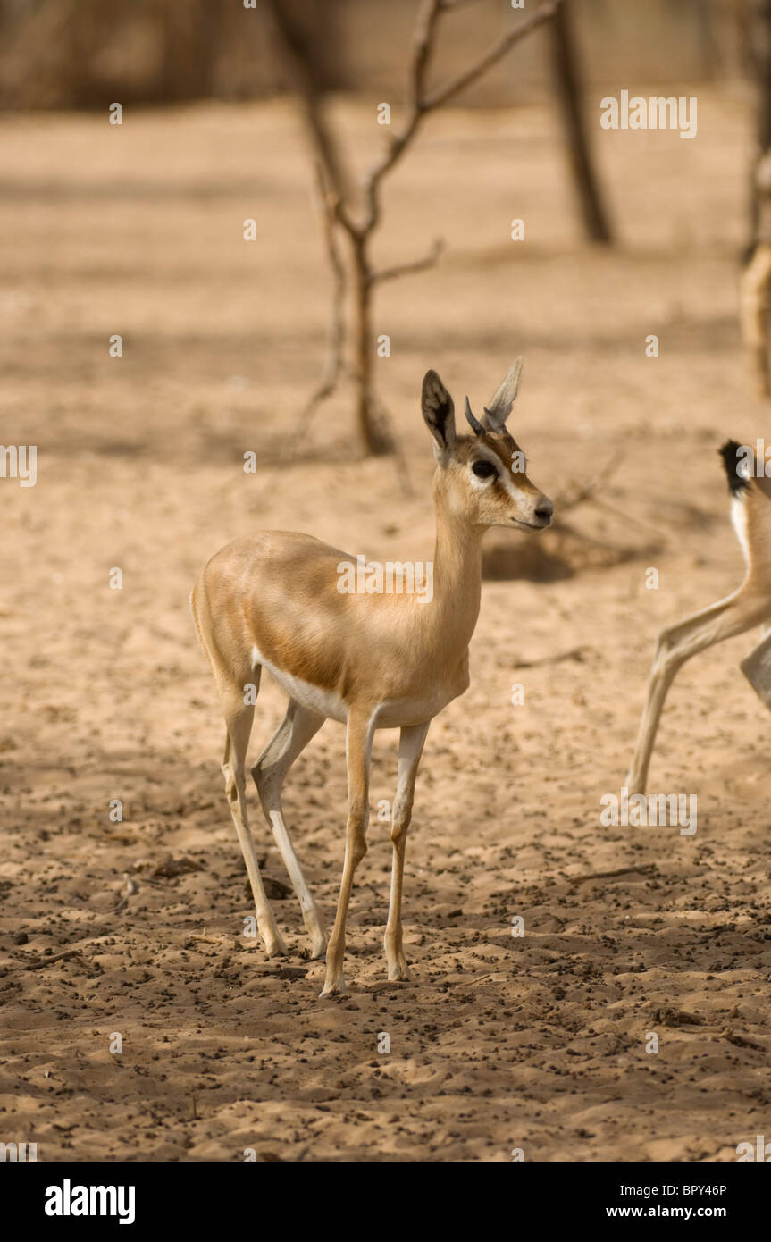 Dorcas Gazelle (Gazella Dorcas), Réserve de Faune de Guembeul, Senegal Stockfoto