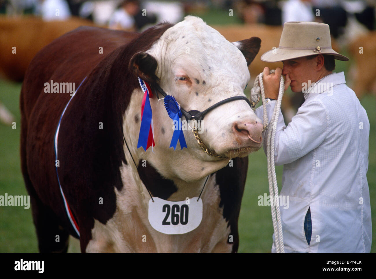 In der Verhandlung auf der North Somerset Show hält ein Landwirt sich an seinen Preis Stier nach zu urteilen. Stockfoto