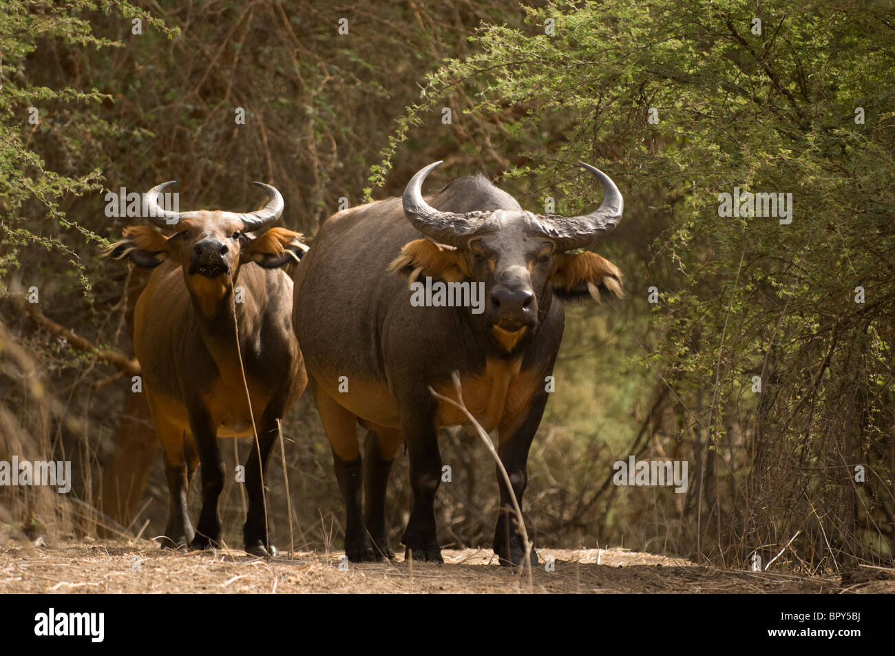 Wald-Büffel (Syncerus Caffer Nanus), Réserve de Bandia, Senegal Stockfoto