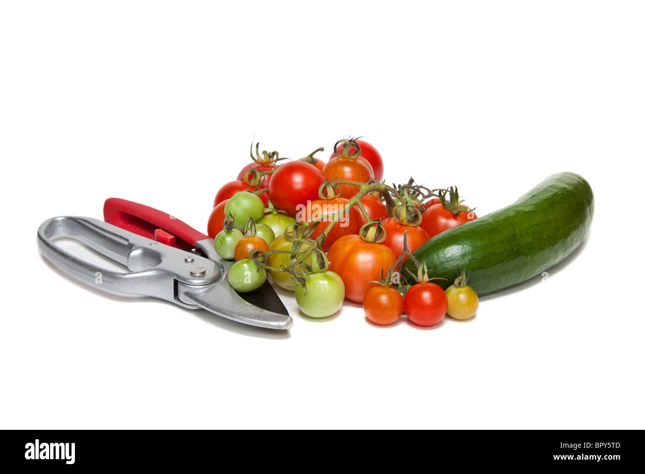 Ein paar Gartenschere, eine Gurke und Auswahl an Tomaten in unterschiedlichen Stadien der Reifung. In einem weißen Hintergrund. Stockfoto