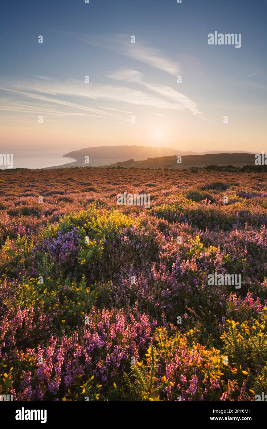 Heidekraut und Ginster über Porlock gemeinsamen Blickrichtung Porlock Bucht. Exmoor National Park. Somerset. England. VEREINIGTES KÖNIGREICH. Stockfoto