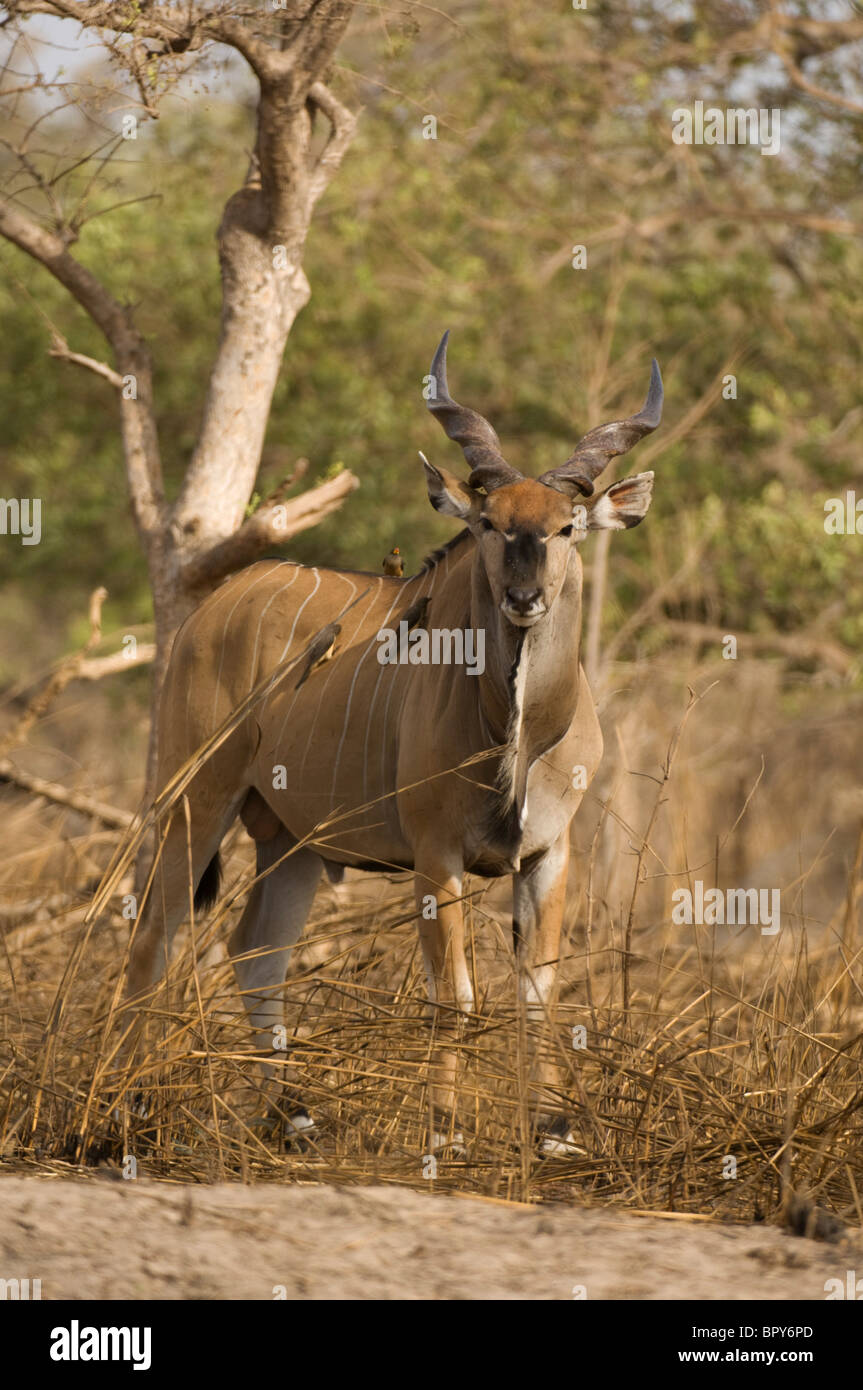 Derby Eland (Tauro Derbianus), Réserve de Fathala, Senegal Stockfoto