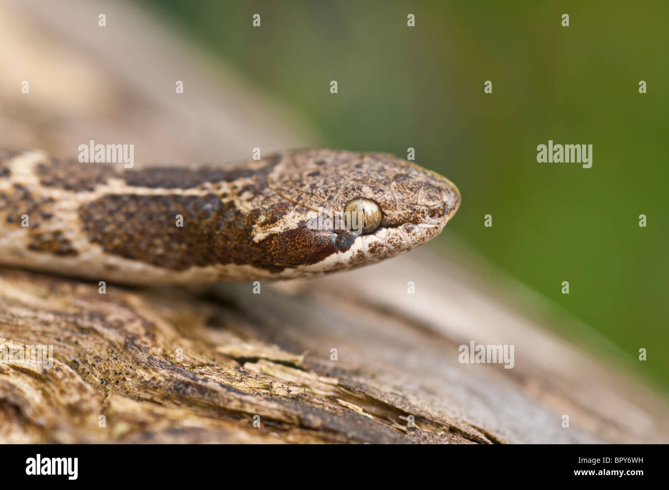 Texas Nacht Schlange, Hypsiglena Torquata Jani, native nach Süden der Vereinigten Staaten und Mexiko Stockfoto