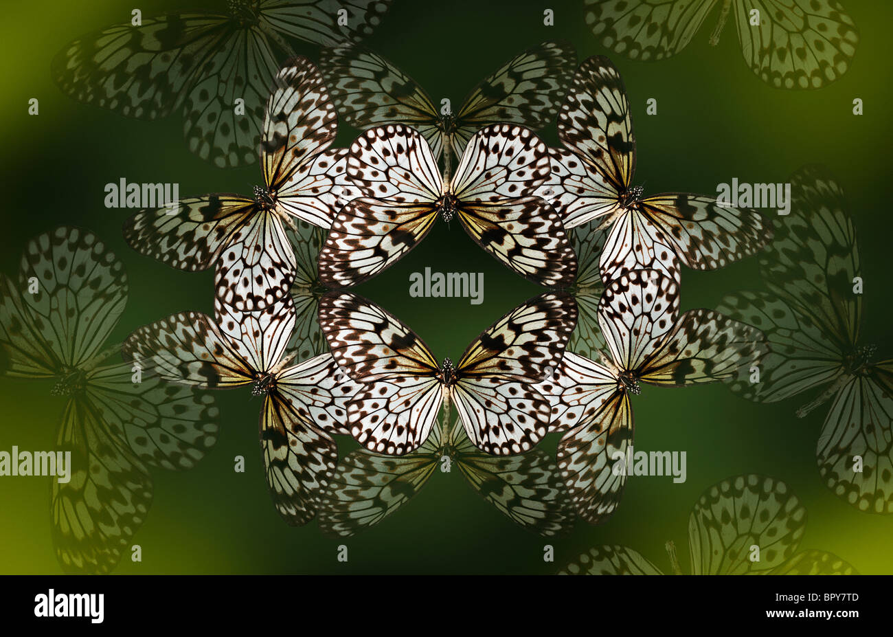 Baum Nymphe Schmetterling machen ein schönes Kaleidoskop wie Muster auf einem tiefen Waldgrün Hintergrund. Stockfoto
