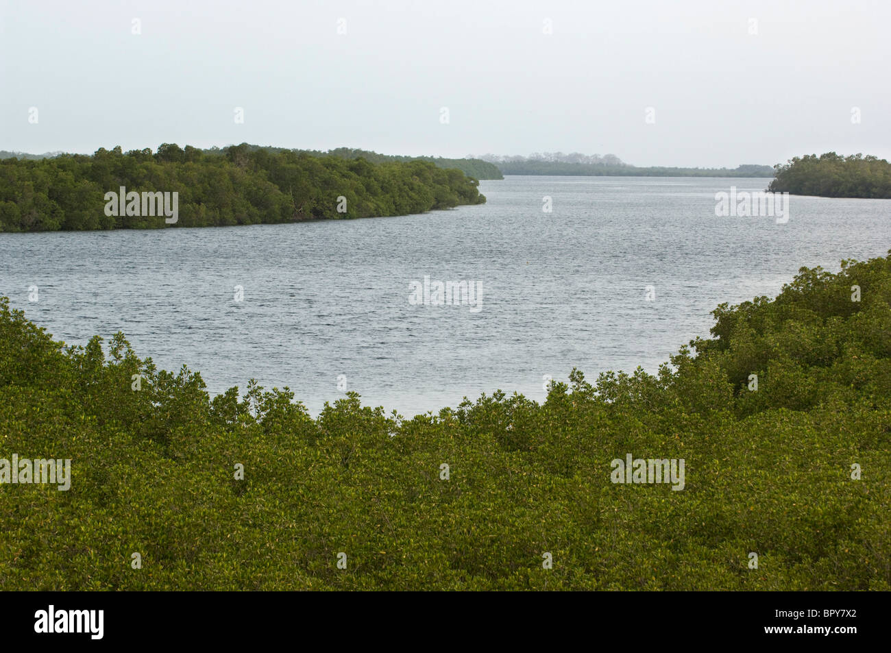 Mangroven, Toubakouta, Siné Saloum-Delta, Senegal Stockfoto