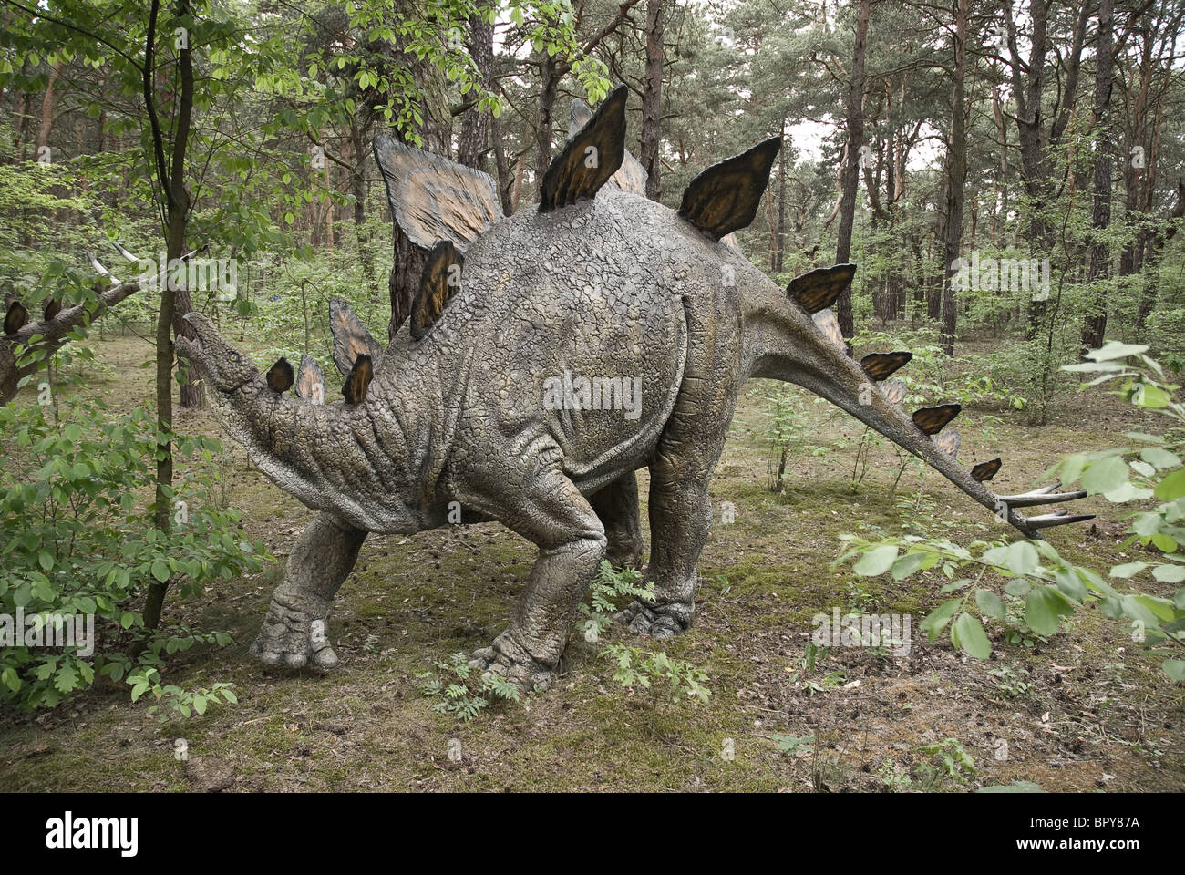 Dinosaurier - Stegosaurus Stockfoto