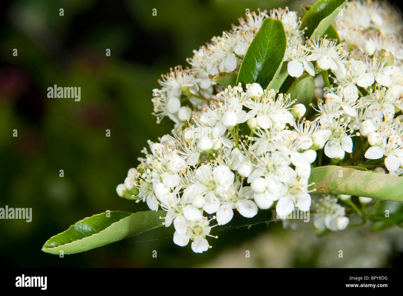 Blumen der holzbär Saphyr Rouge 'Cadrou' Stockfoto