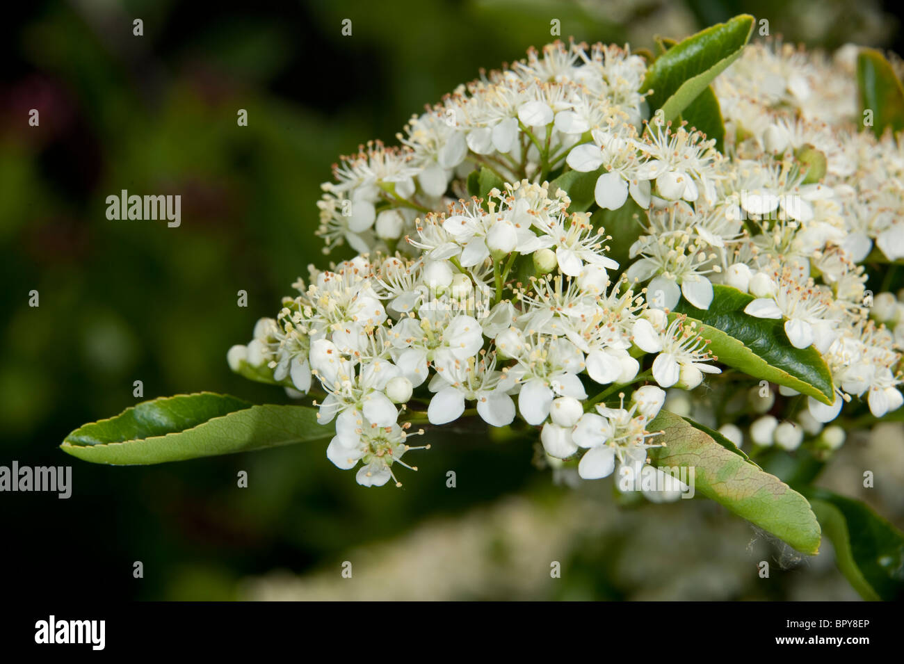 Blumen der holzbär Saphyr Rouge 'Cadrou' Stockfoto