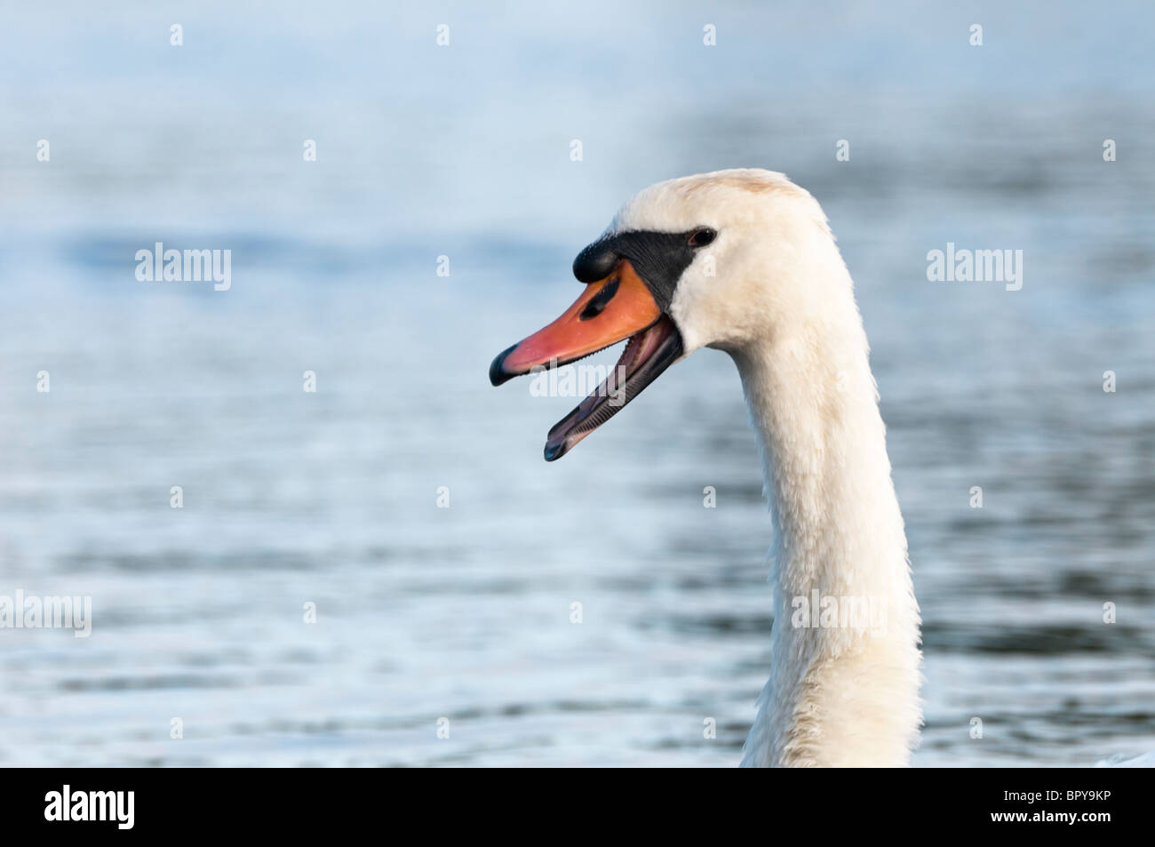 Schwan im Gespräch Stockfoto