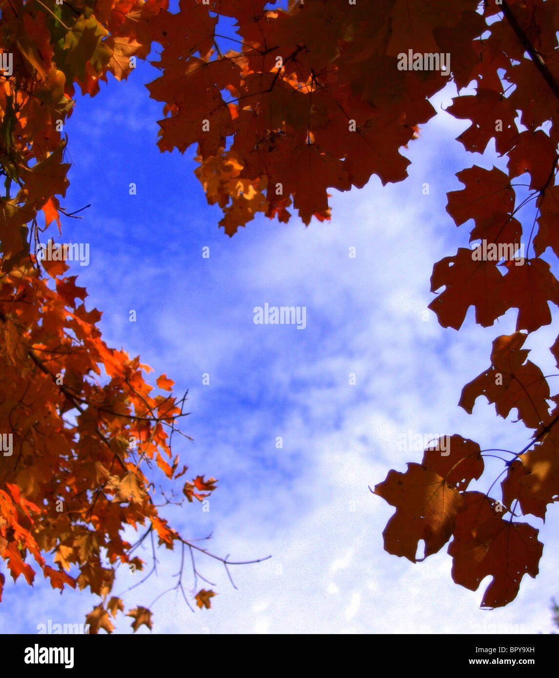 Offenes Herz in rot-Ahornbaum nach oben zu einem blauen Himmel mit Cirrocumulus-Wolken Stockfoto