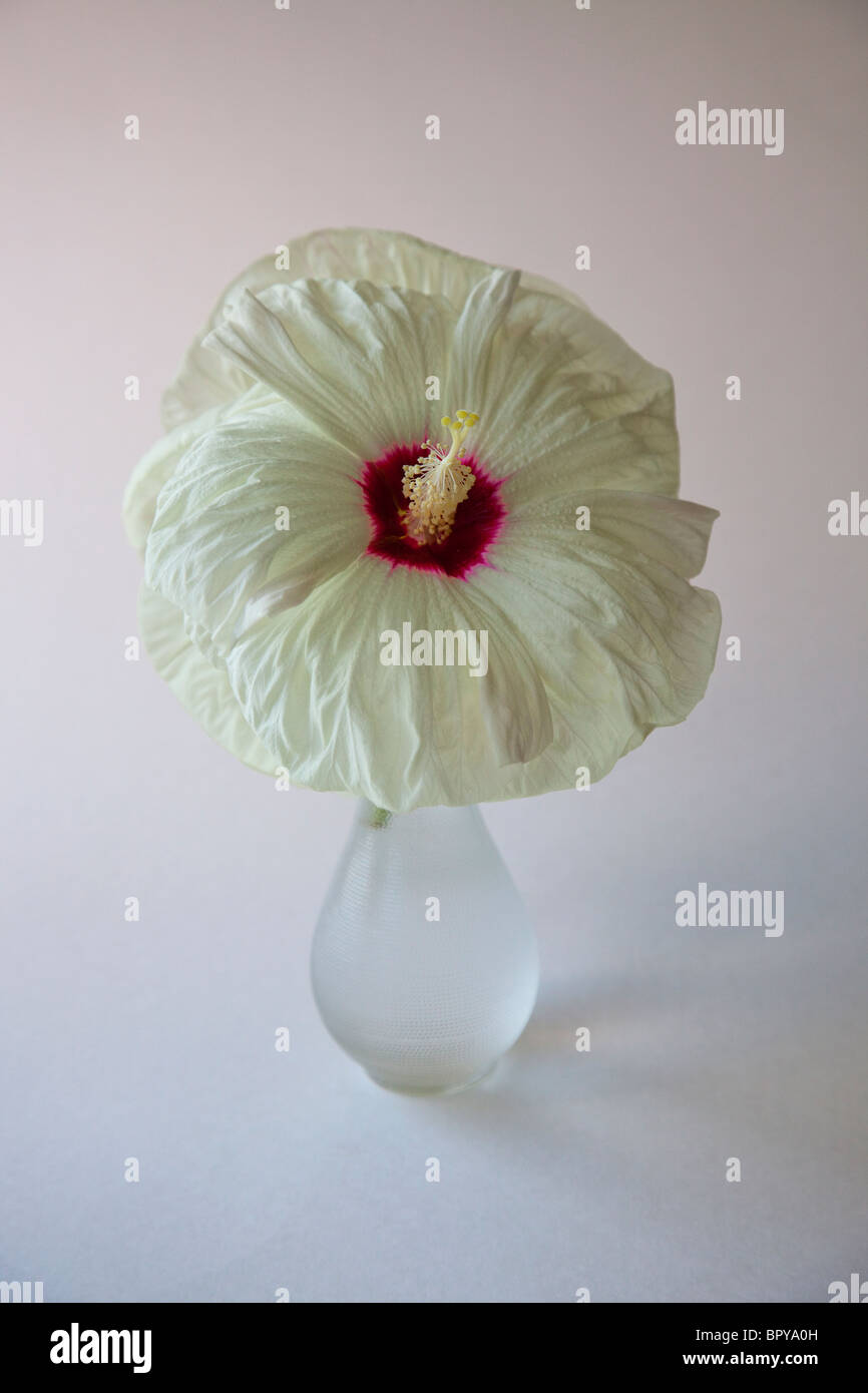 große weiße Hibiskusblüte Stockfoto