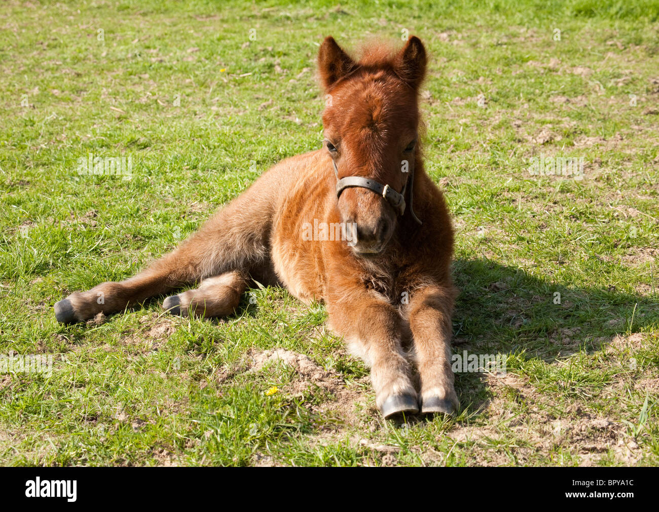 Ein Shetland-Pony Fohlen liegend auf dem Rasen, Blick in die Kamera Stockfoto