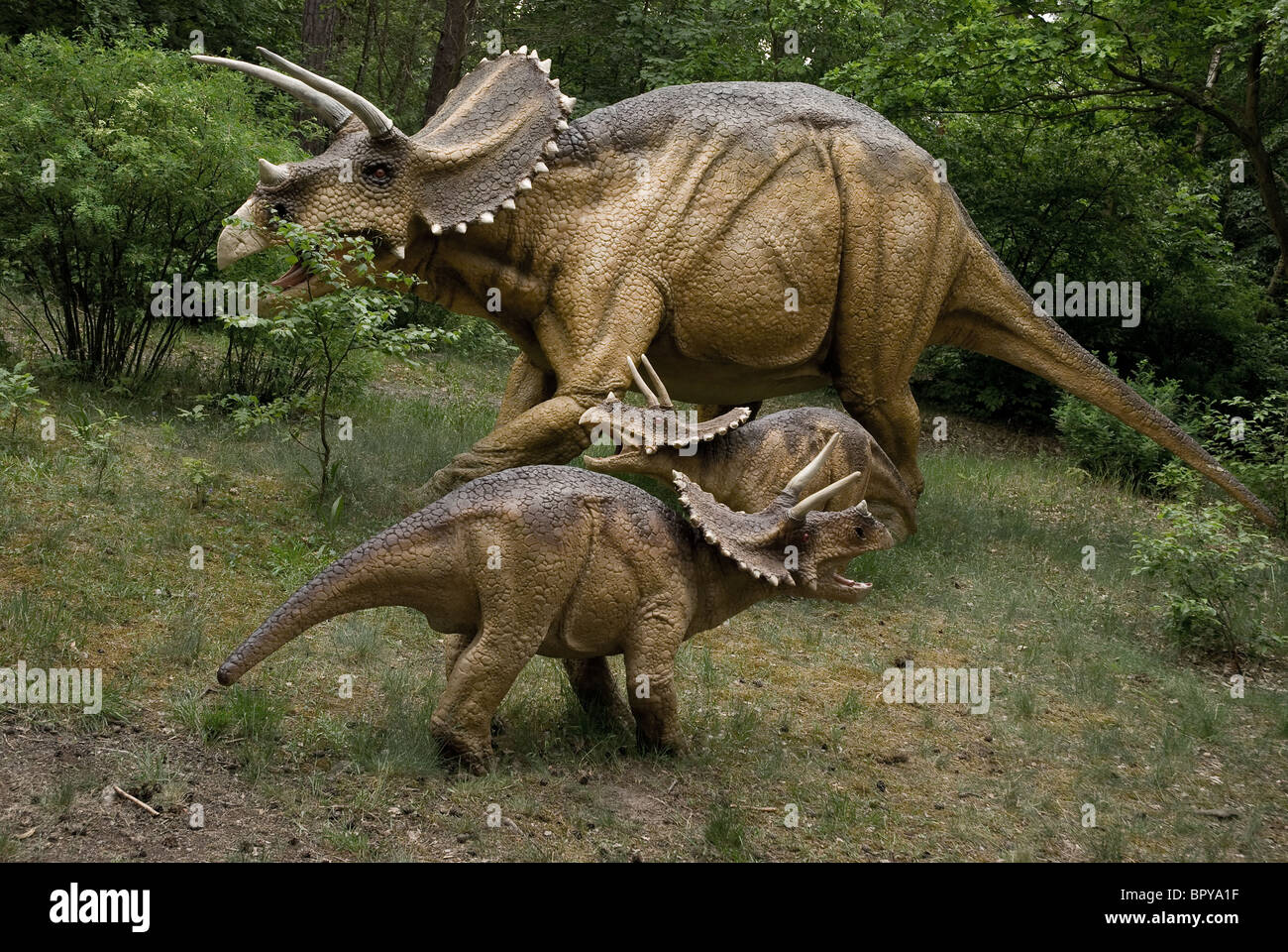 Dinosaurier - zwei Dinosaurier Zuniceratops in natürlicher Umgebung Stockfoto