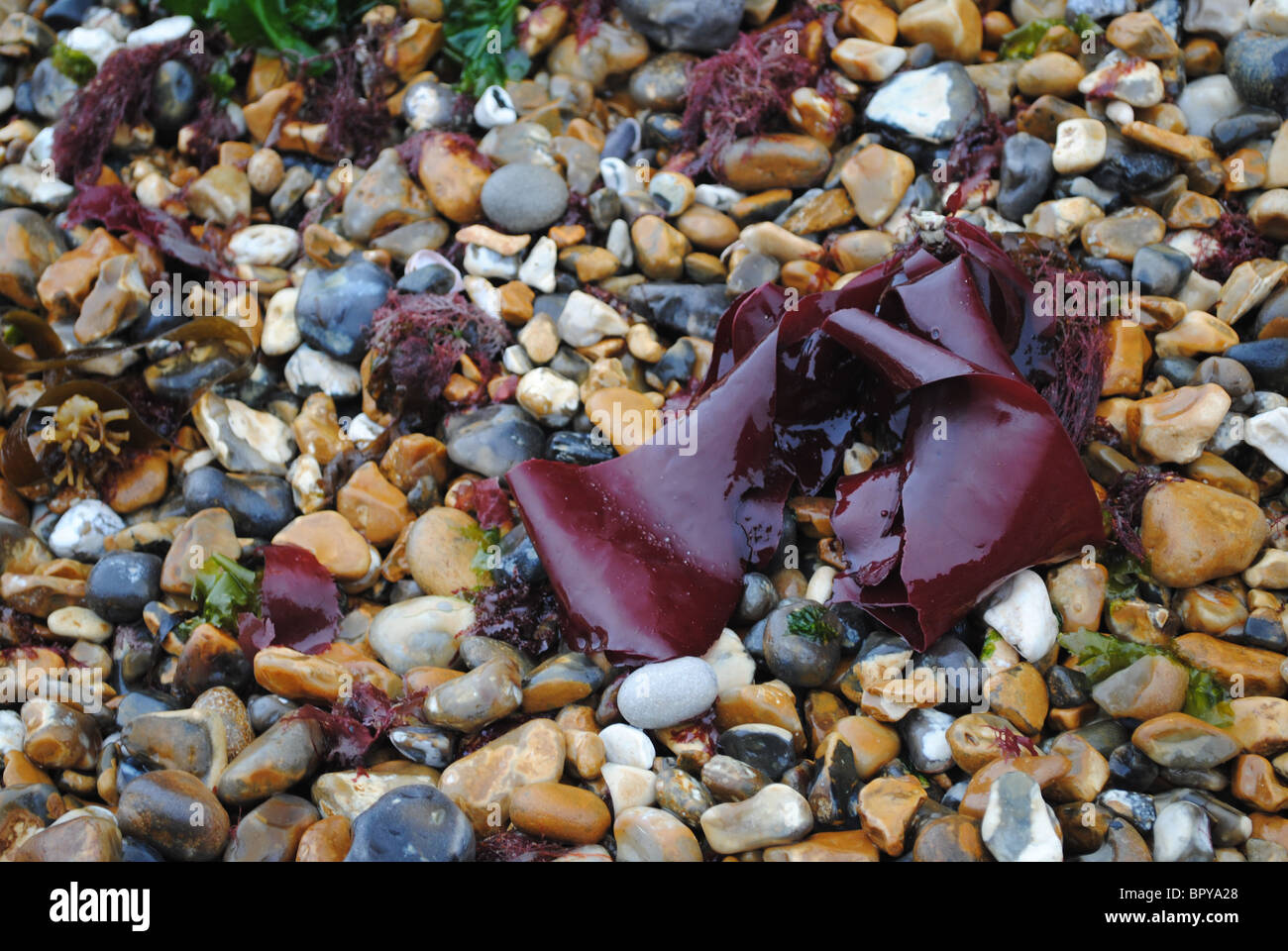 Rotes Meer Unkraut auf Kieselsteinen Stockfoto