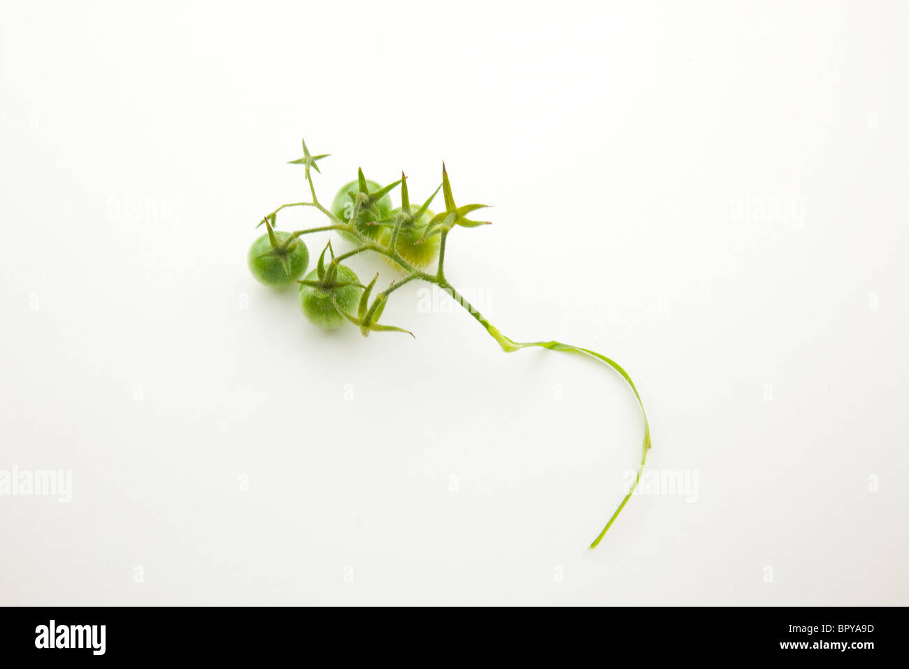 grüne Tomaten auf Stamm Stockfoto