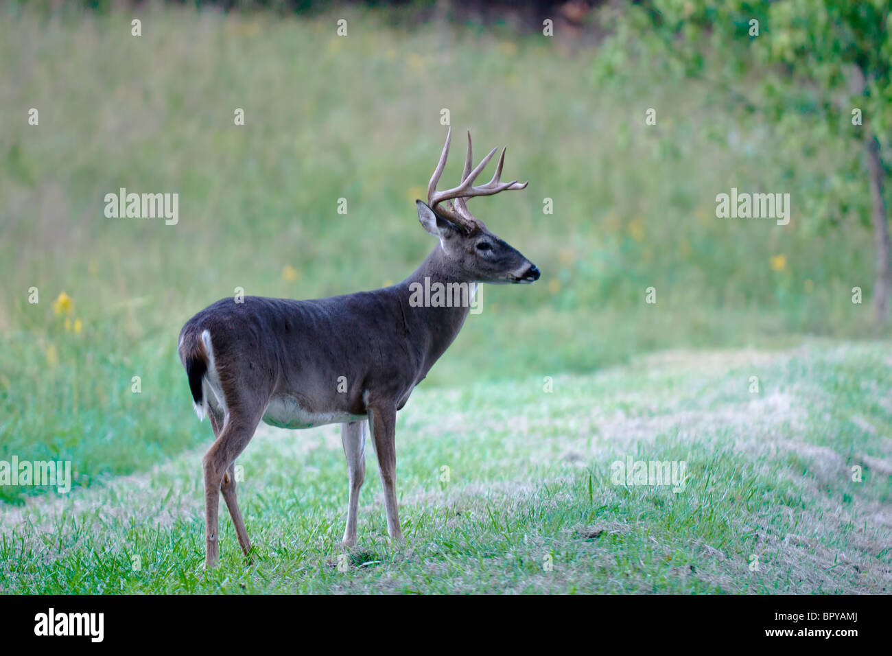 Weiß - angebundene Rotwild (Odocoileus Virginianus) Stockfoto