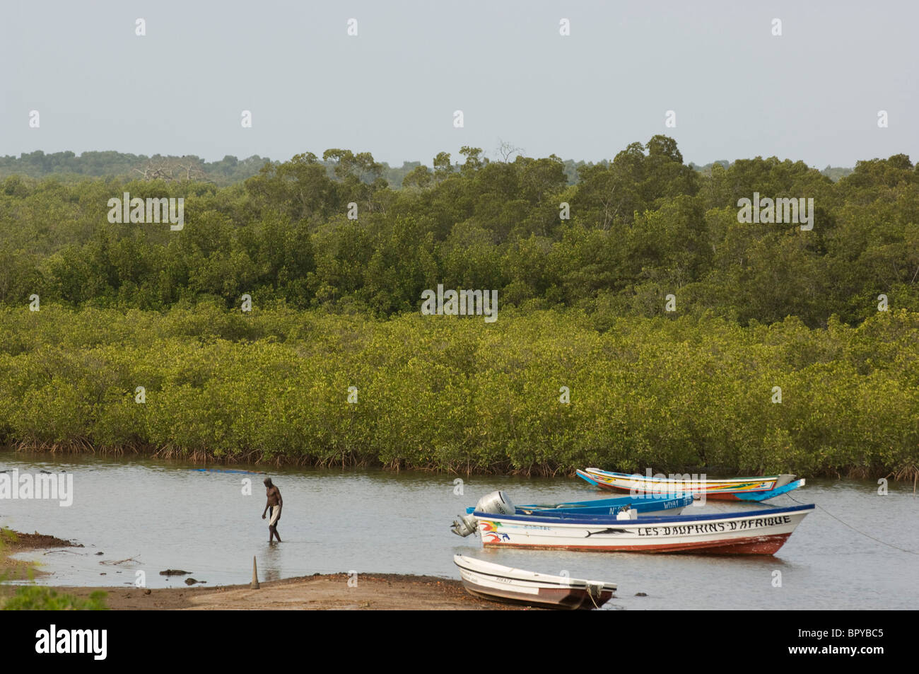 Pirogen zwischen den Mangroven im Siné Saloum-Delta, Toubakouta, Senegal Stockfoto
