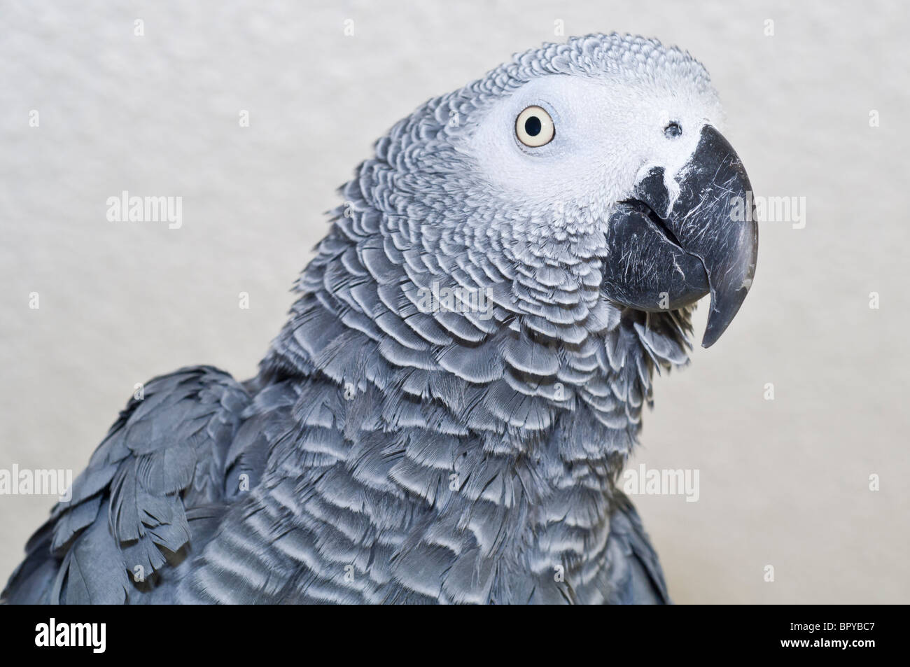 Kongo afrikanischen Grau Papagei, Psittacus Erithacus Erithacus, heimisch in West und Zentralafrika, beliebt als ein Haustier Vogel Stockfoto