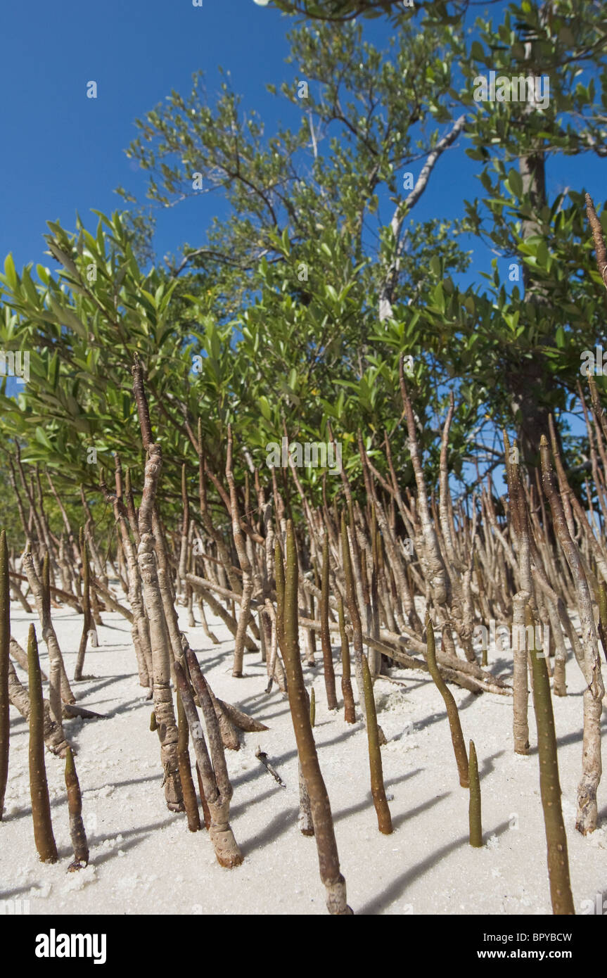 schwarze Manrove Pflanzen und Wurzeln Frowing in sand Stockfoto