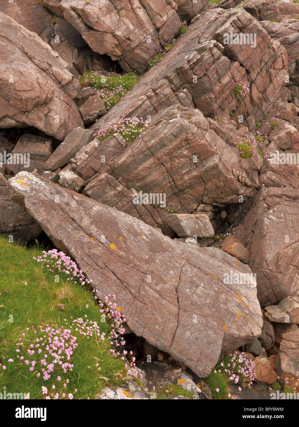 Eine Küste Bild des Werks "Sparsamkeit" unter den 3 Milliarden Jahre alte Felsen wachsenden genannt "Lewisian Gneis" Stockfoto