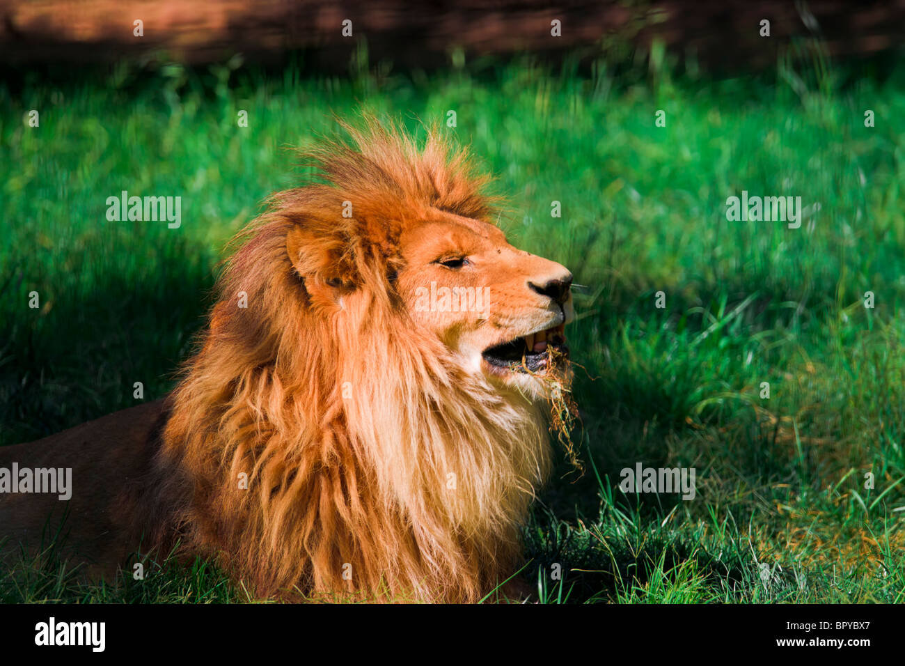 Löwe, der König des Tieres Stockfoto