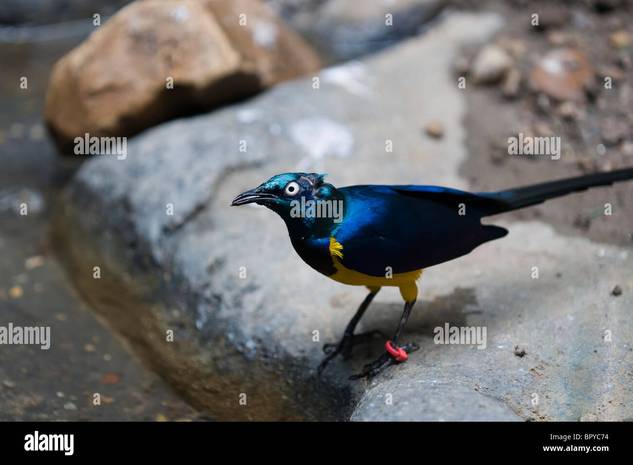 Golden-breasted Starling (Cosmopsarus Regius) Stockfoto