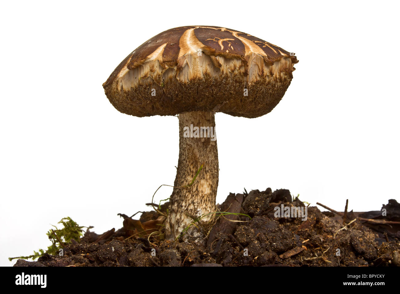 Wild Mushroom oder Fliegenpilz Pilz isoliert vor weißem Hintergrund im Studio. Stockfoto