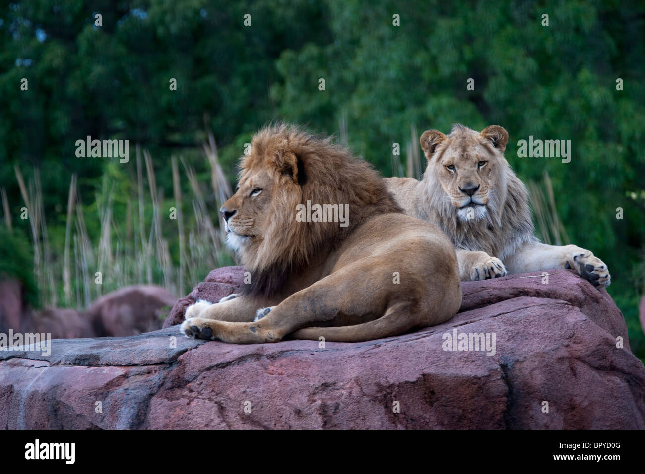 Löwe, der König des Tieres Stockfoto