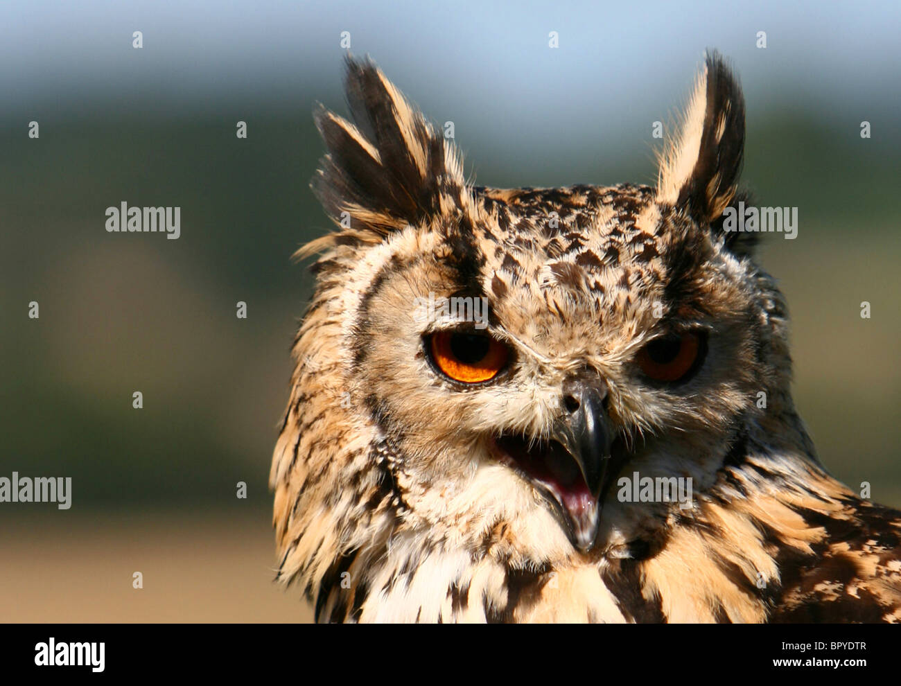 Nahaufnahme von ein Uhu, Bubo Bubo. Die "Ohren" sind Büschel der Federn, die Emotionen zu zeigen. Geben Sie eine stimmliche Warnung Stockfoto