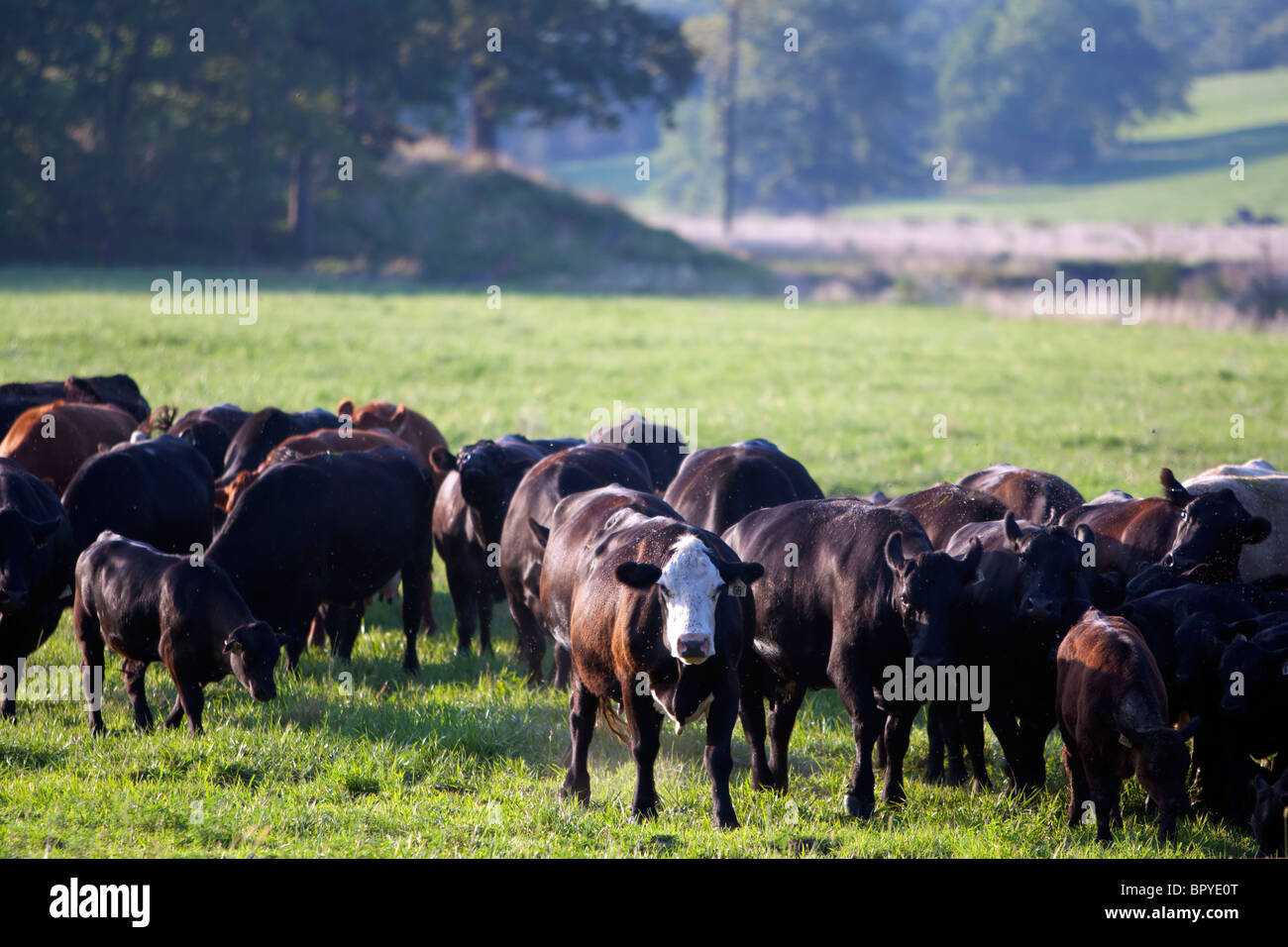 Eine Herde von Rindern im mittleren Westen. Stockfoto