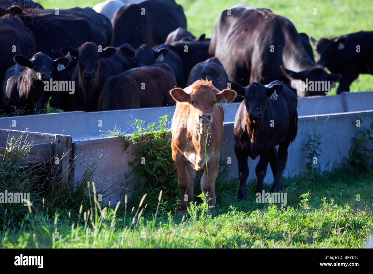 Zwei junge Kälber in einer Herde von Rindern in Illinois. Stockfoto