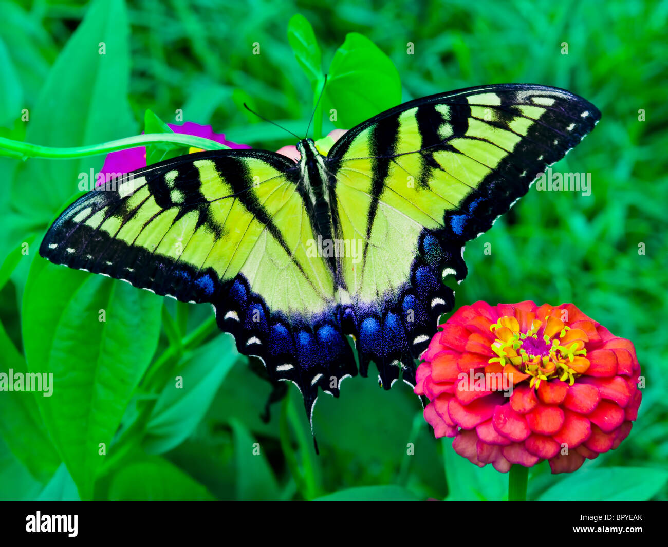 Östliche Tiger Schwalbenschwanz Schmetterling Stockfoto