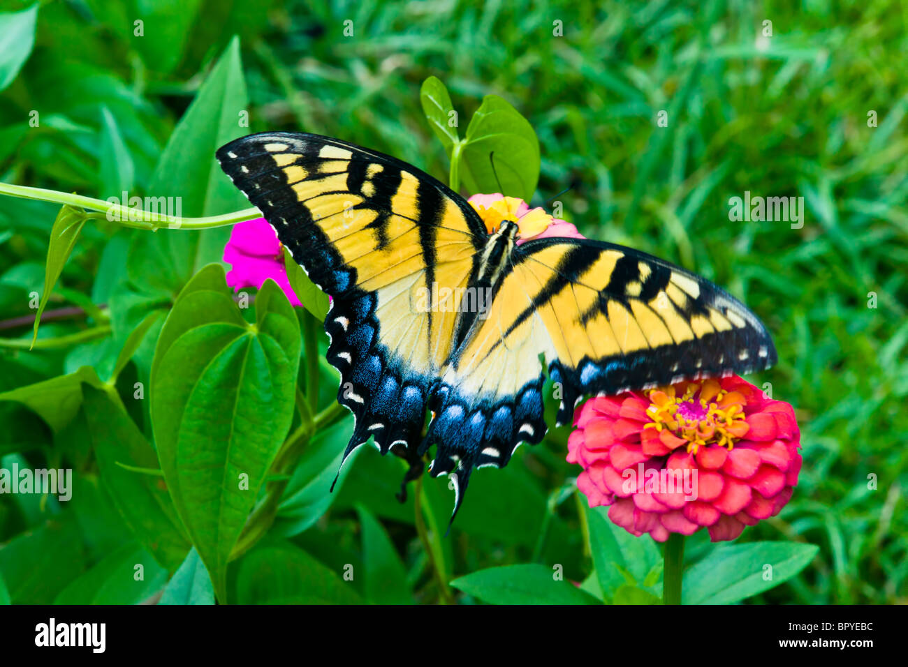 Östliche Tiger Schwalbenschwanz Schmetterling Stockfoto