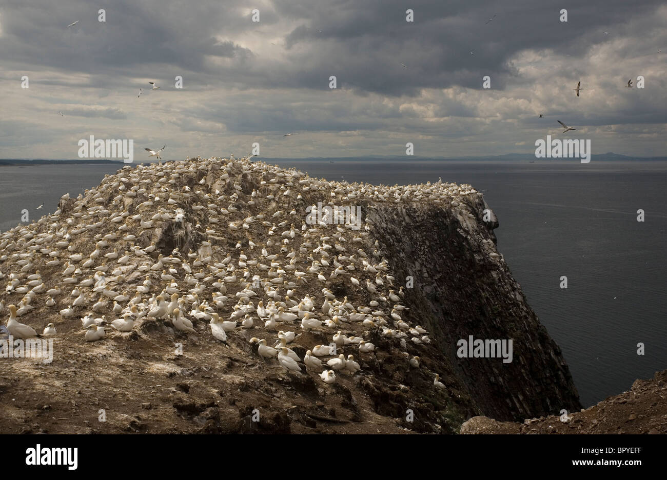 Gesamtansicht der Bass Rock, Schottland Stockfoto