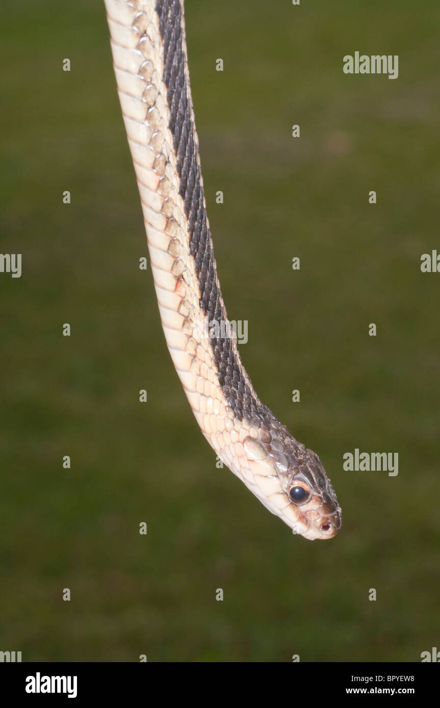 Östlichen Strumpfband-Schlange, Thamnophis Sirtalis Sirtalis, ursprünglich aus östlichen Nordamerika Stockfoto