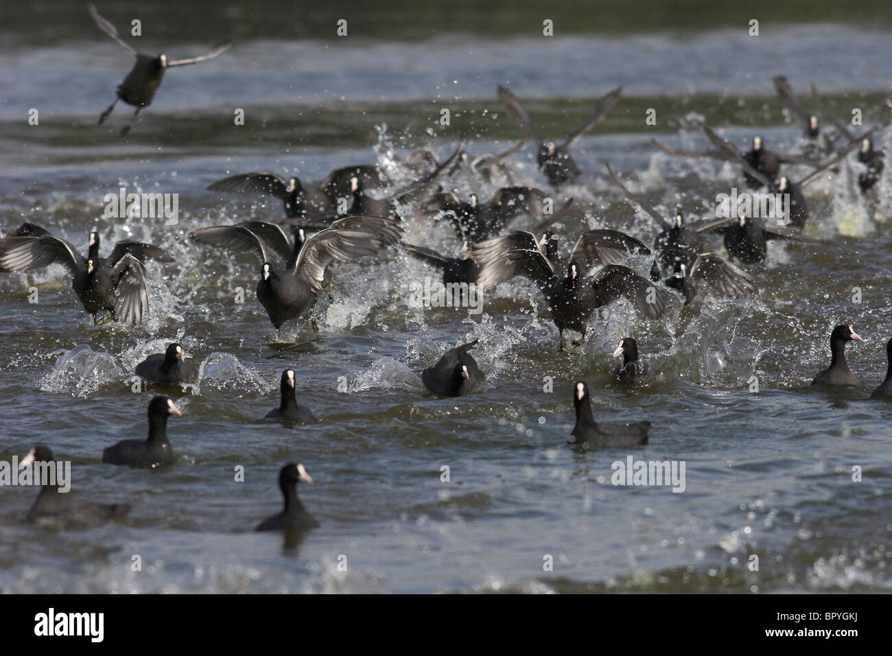 GEMEINSAMEN BLÄSSHUHN (Fulica Atra) ausweichende Maßnahmen von Raptor, Bharatpur Nationalpark, Indien. Stockfoto
