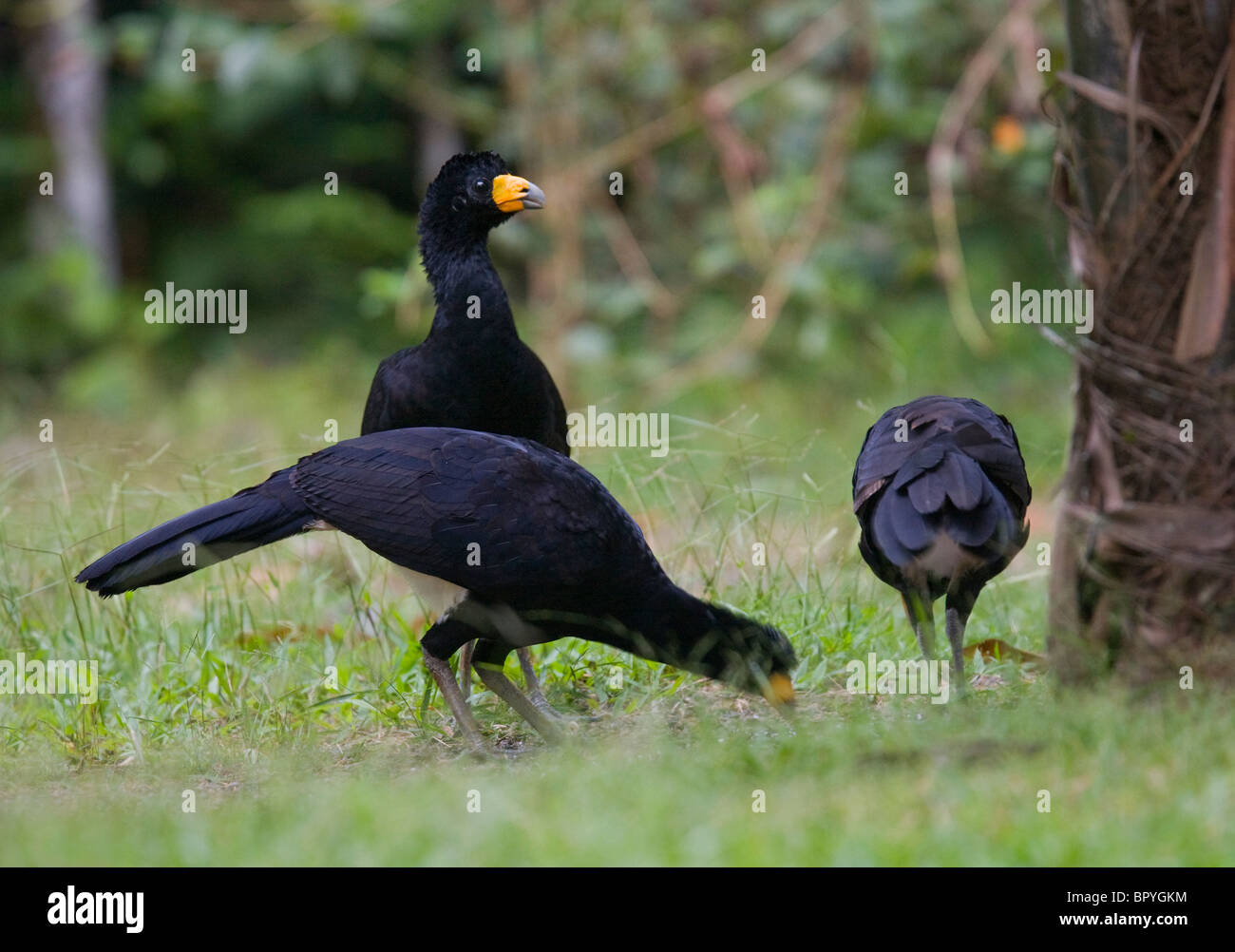 Schwarz HOKKOHÜHNER (Crax Alector) Iwokrama Waldreservat, Guyana Stockfoto