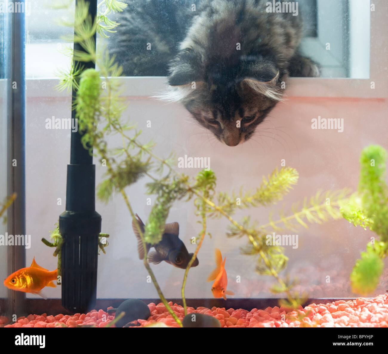 Ein Kätzchen in ein Aquarium, wo die Fische herumschwimmen. Stockfoto