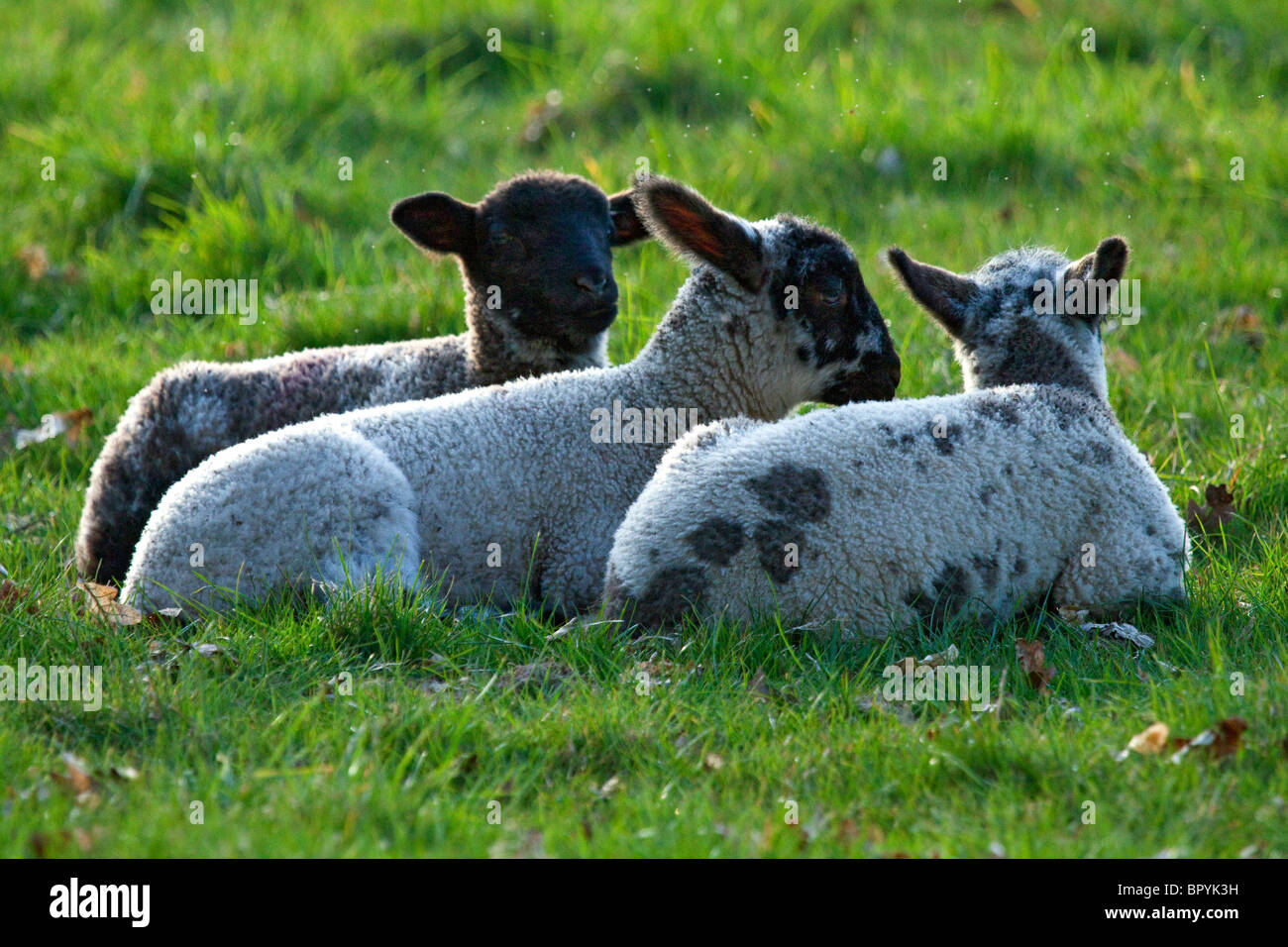 Drei junge Lämmer liegend zusammen in einem Feld Stockfoto