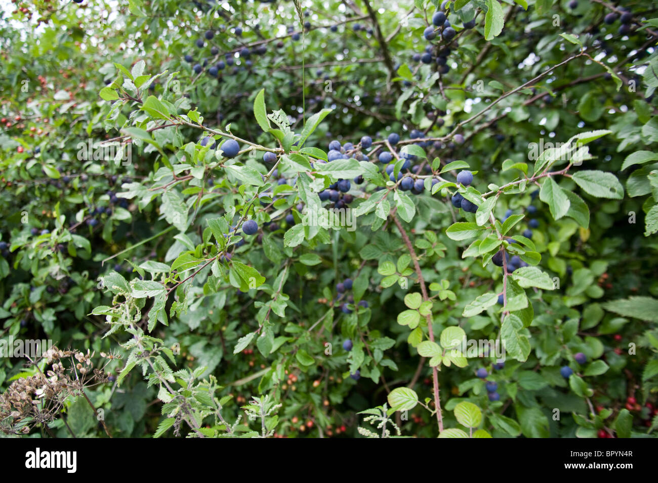 Schlehe Beeren auf einem Blackthorn Busch, Hattingley, Hampshire, England, UK Stockfoto