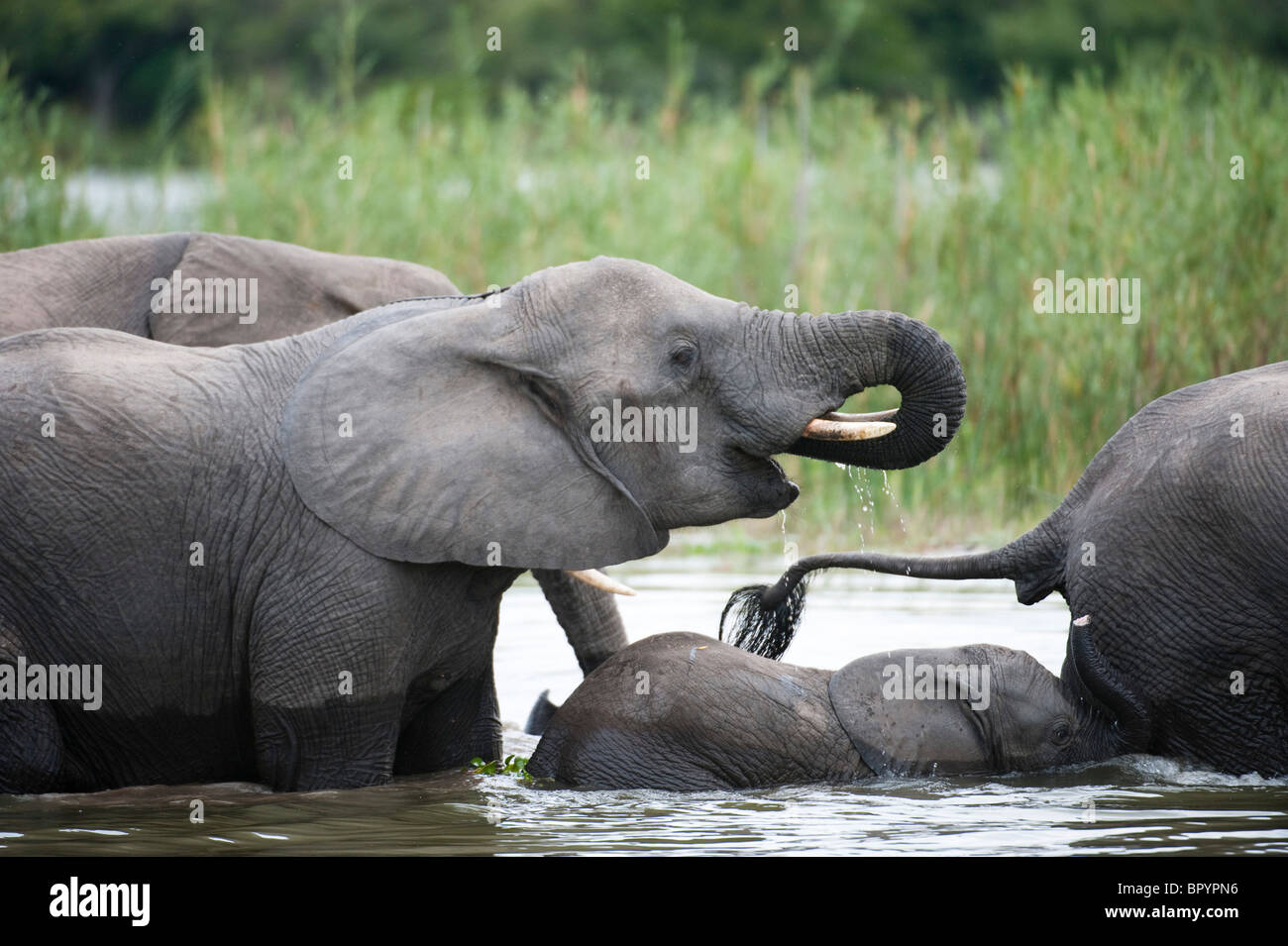 Afrikanische Elefanten mit jungen (Loxodonta Africana Africana) im Shire River, Liwonde Nationalpark, Malawi Stockfoto