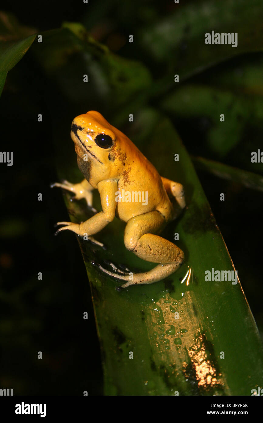 Goldene Poison Dart Frog Phyllobates terribilis Stockfoto