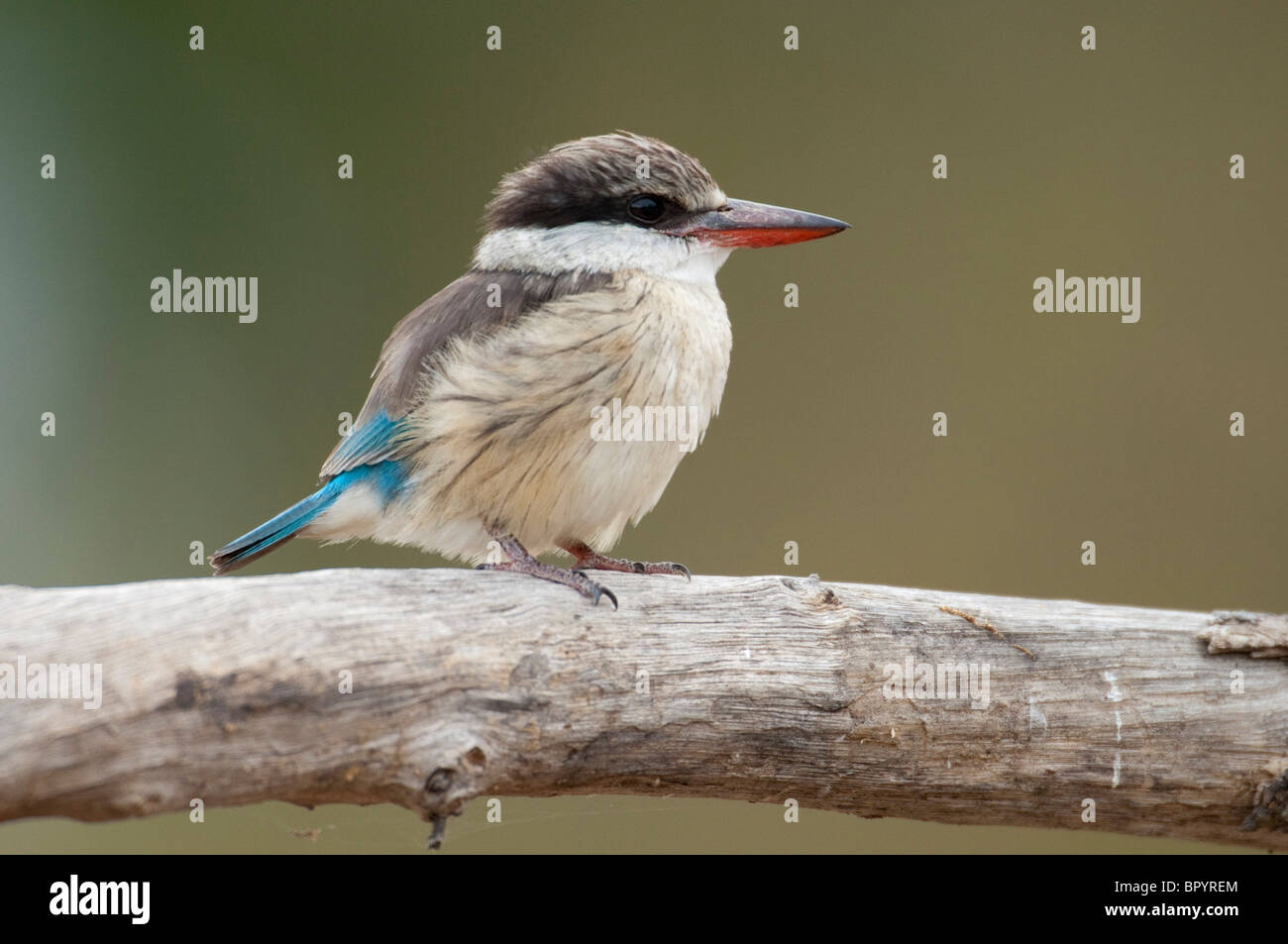 Gestreiftes Kingfisher (Halcyon Albiventris), Liwonde Nationalpark, Malawi Stockfoto